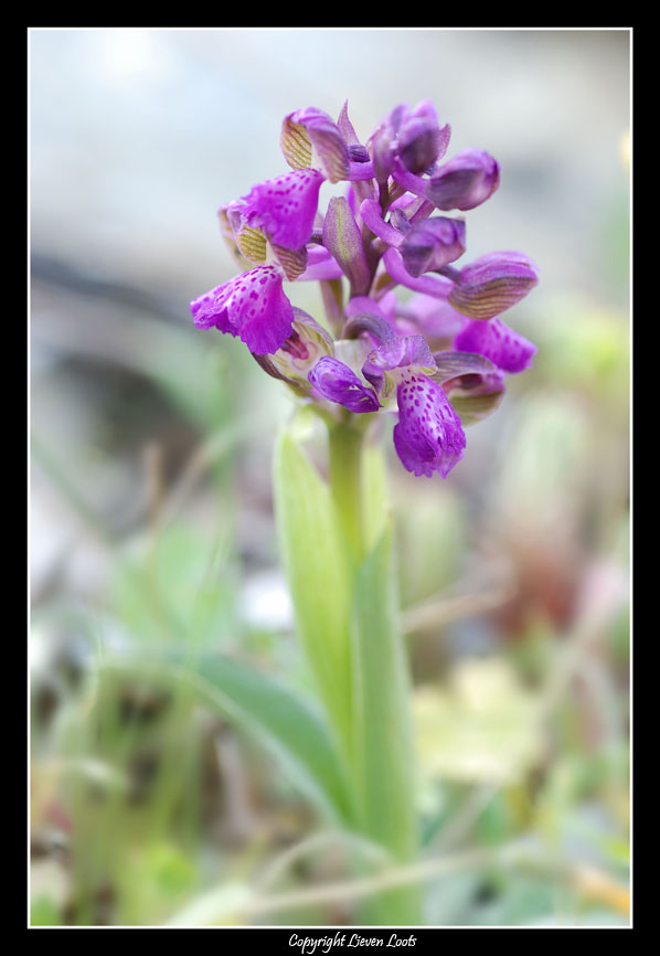 Ophrys incubacea e Anacamptis morio